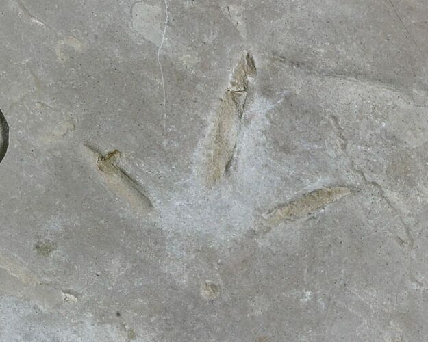 Fossil Bird Track - Green River Formation, Utah #105518